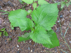 Sigesbeckia pubescens