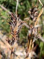 Schoenus villosus