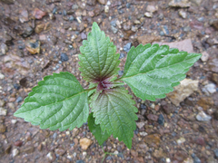 Elsholtzia splendens