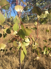 Eucalyptus populnea