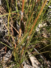 Schoenus villosus