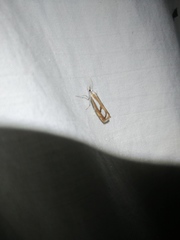 Catoptria latiradiellus