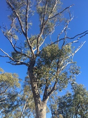 Eucalyptus populnea
