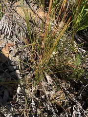Schoenus villosus