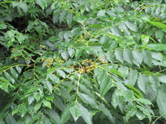 Picrasma quassioides