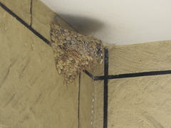 Hirundo rustica