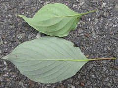 Cornus walteri