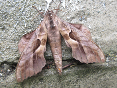 Phyllosphingia dissimilis