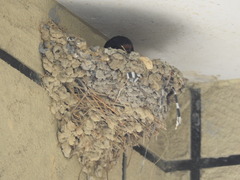Hirundo rustica