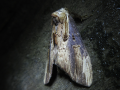Hexafrenum leucodera