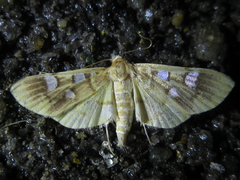Cotachena alysoni