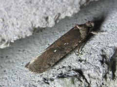 Agonopterix multiplicella