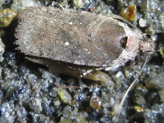 Agonopterix multiplicella