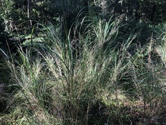 Austrostipa ramosissima
