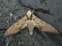 Ambulyx sericeipennis
