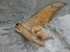 Ambulyx sericeipennis