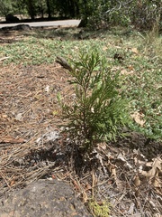 Calocedrus