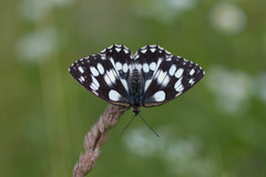 Melanargia galathea