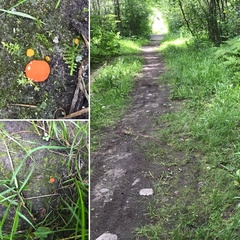 Lamprospora crechqueraultii macrantha