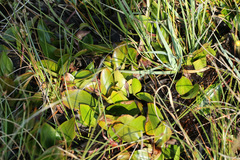 Potamogeton polygonifolius