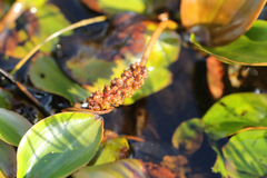 Potamogeton polygonifolius