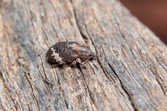 Oxyops fasciatus