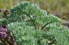 Lomatium columbianum