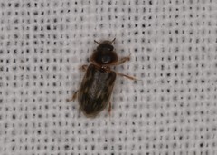 Heterocerus fenestratus