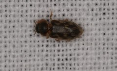 Heterocerus fenestratus