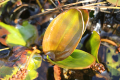 Potamogeton polygonifolius