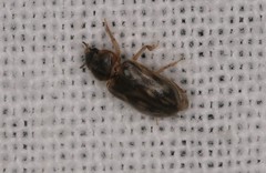 Heterocerus fenestratus