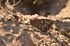 Hipparchia aristaeus