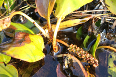 Potamogeton polygonifolius
