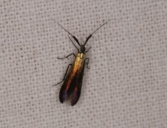 Coleophora deauratella