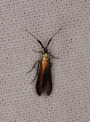 Coleophora deauratella