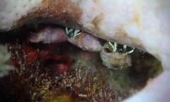 Calcinus guamensis