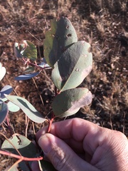 Eucalyptus orgadophila