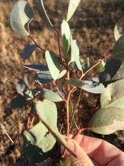 Eucalyptus orgadophila