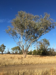 Eucalyptus orgadophila