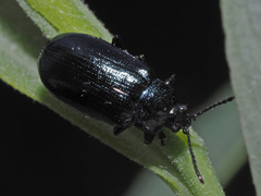 Phratora tibialis
