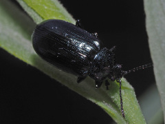Phratora tibialis