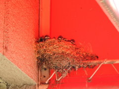 Hirundo rustica