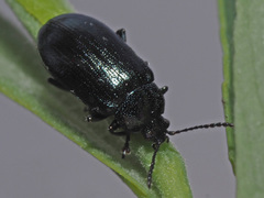 Phratora tibialis