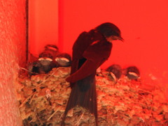 Hirundo rustica