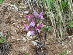 Pedicularis rosea