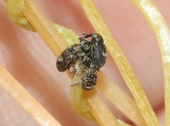 Smicronyx sculpticollis