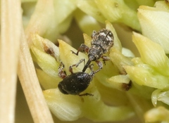 Smicronyx sculpticollis