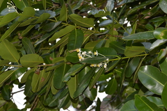 Calophyllum inophyllum