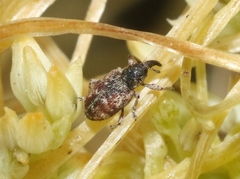 Smicronyx sculpticollis