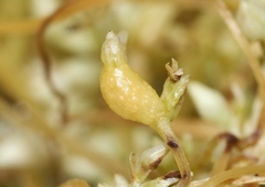 Smicronyx sculpticollis